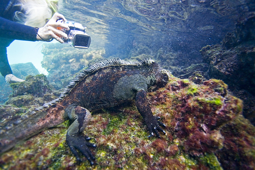 The endemic Galapagos marine iguana (Amblyrhynchus cristatus) feeding underwater in the Galapagos Island Archipeligo, Ecuador