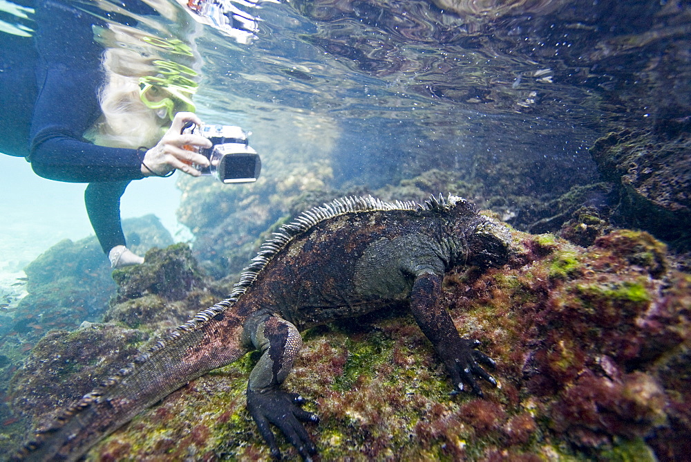 The endemic Galapagos marine iguana (Amblyrhynchus cristatus) feeding underwater in the Galapagos Island Archipeligo, Ecuador