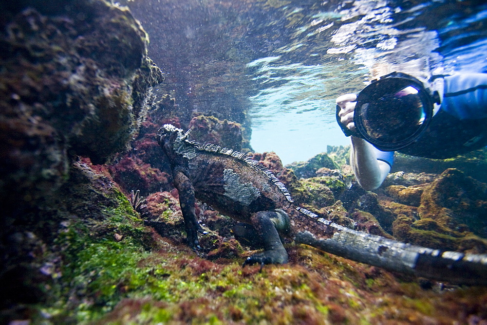 The endemic Galapagos marine iguana (Amblyrhynchus cristatus) feeding underwater in the Galapagos Island Archipeligo, Ecuador