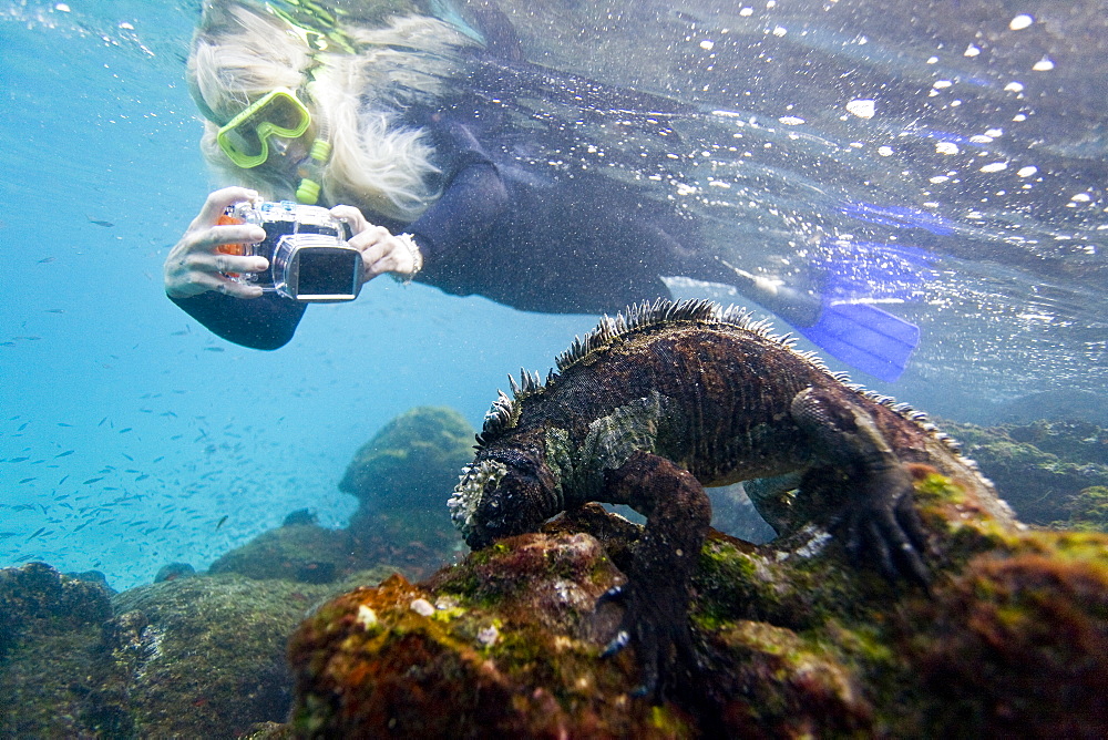 The endemic Galapagos marine iguana (Amblyrhynchus cristatus) feeding underwater in the Galapagos Island Archipeligo, Ecuador