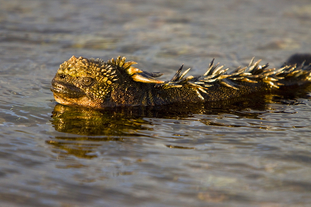 The endemic Galapagos marine iguana (Amblyrhynchus cristatus) in the Galapagos Island Archipelago, Ecuador