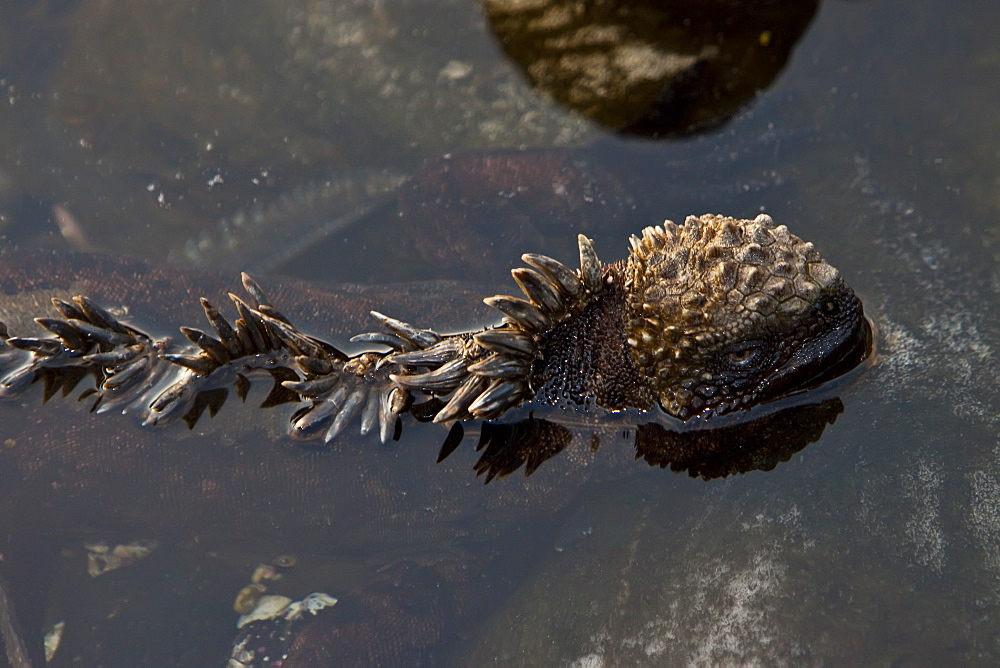 The endemic Galapagos marine iguana (Amblyrhynchus cristatus) in the Galapagos Island Archipelago, Ecuador