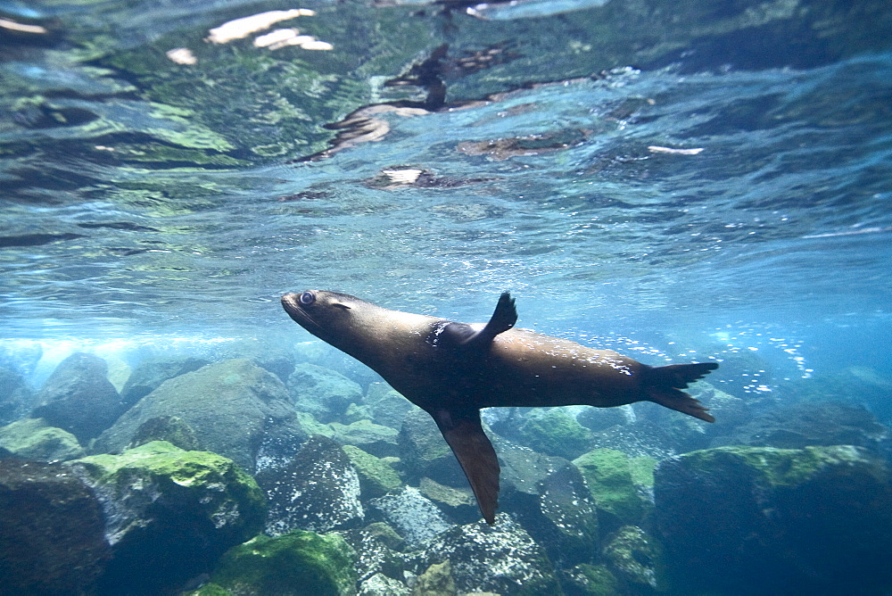 Galapagos fur seal (Arctocephalus galapagoensis) playing in the surf on Isabela Island in the Galapagos Island Archipelago, Ecuador