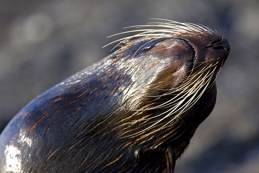 Galapagos fur seal (Arctocephalus galapagoensis) hauled out on lava flow in the Galapagos Island Archipeligo, Ecuador. This small pinniped is endemic to the Galapagos Islands only. Pacific Ocean.