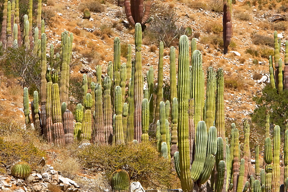 Cactus in bloom in the Sonoran Desert of the Baja California Peninsula, Mexico.