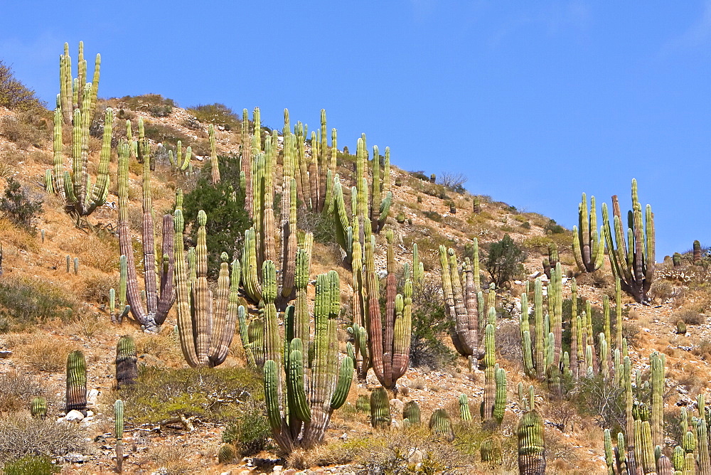 Cactus in bloom in the Sonoran Desert of the Baja California Peninsula, Mexico.