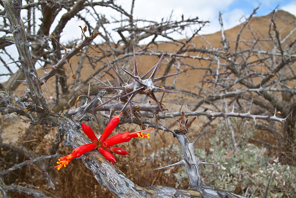 Cactus in bloom in the Sonoran Desert of the Baja California Peninsula, Mexico.