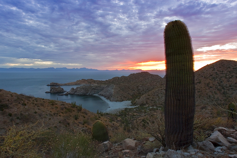 Cactus in bloom in the Sonoran Desert of the Baja California Peninsula, Mexico.