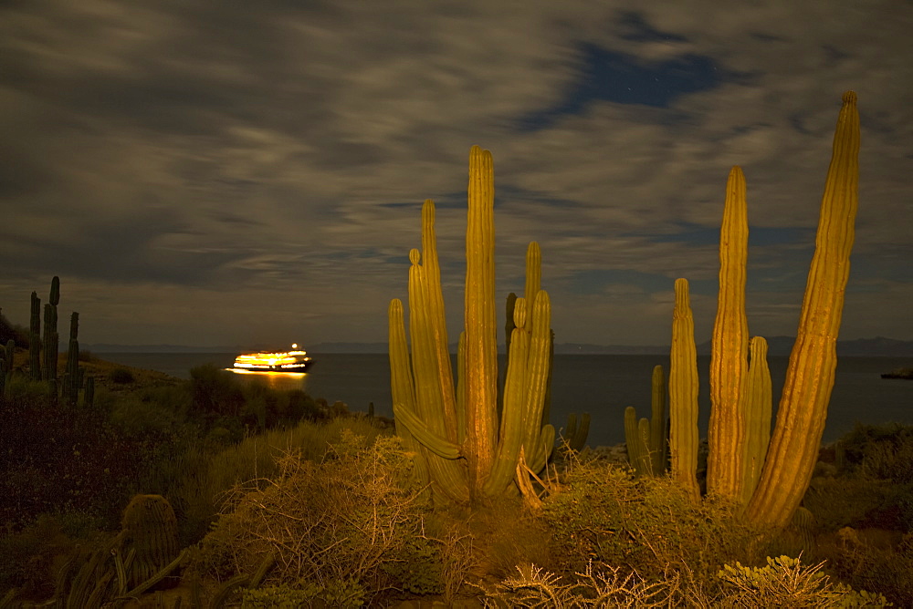 Cactus in bloom in the Sonoran Desert of Baja California, Mexico.