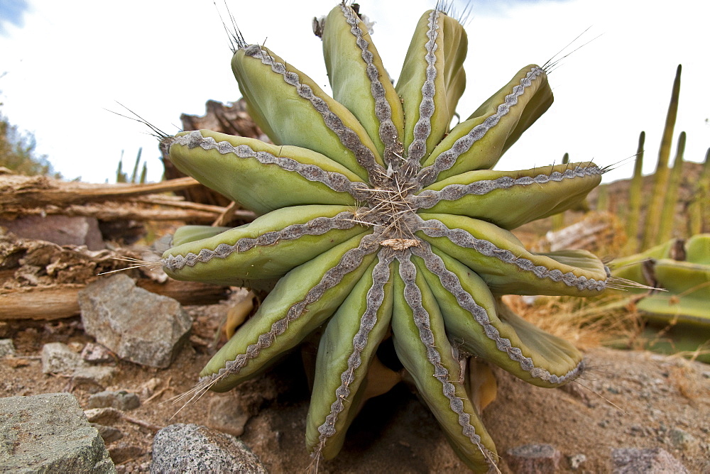 Cactus in bloom in the Sonoran Desert of the Baja California Peninsula, Mexico.