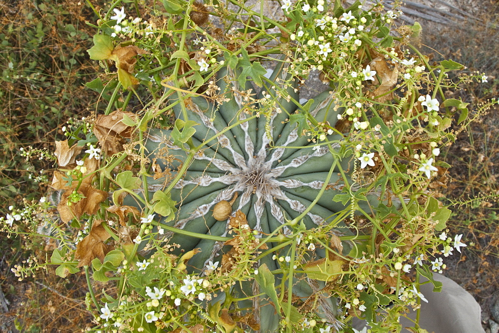 Cactus in bloom in the Sonoran Desert of the Baja California Peninsula, Mexico.