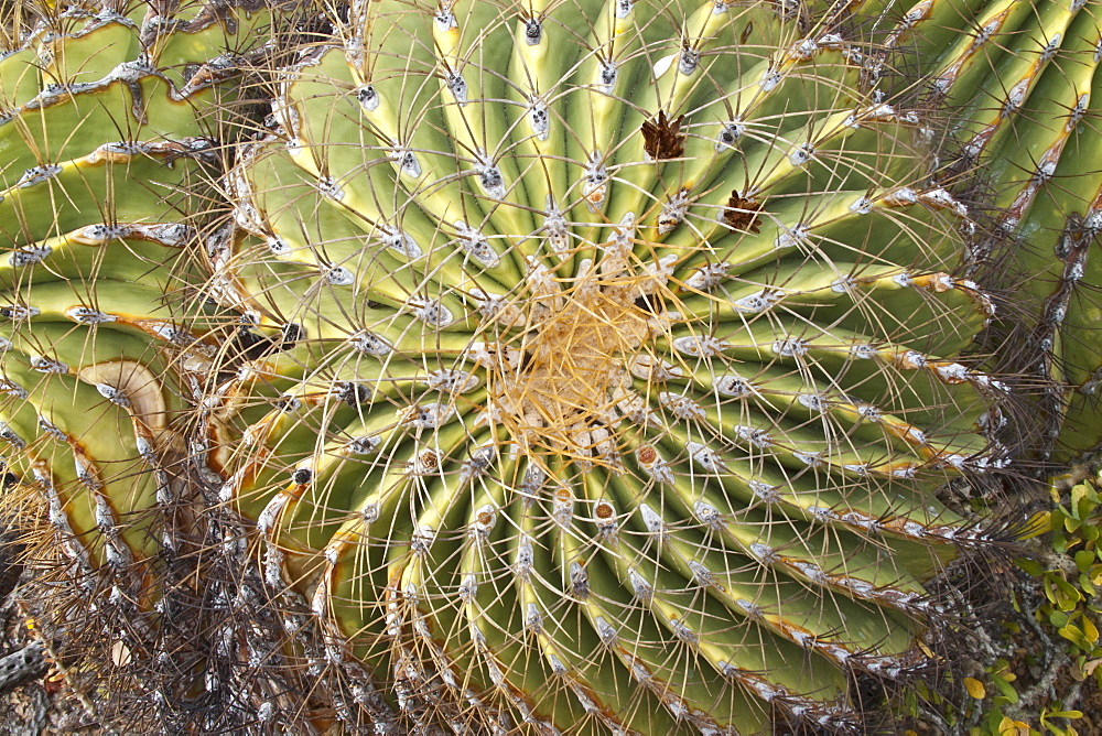 Cactus in bloom in the Sonoran Desert of the Baja California Peninsula, Mexico.