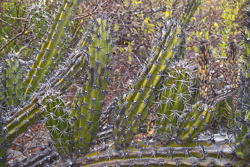 Cactus in bloom in the Sonoran Desert of the Baja California Peninsula, Mexico.