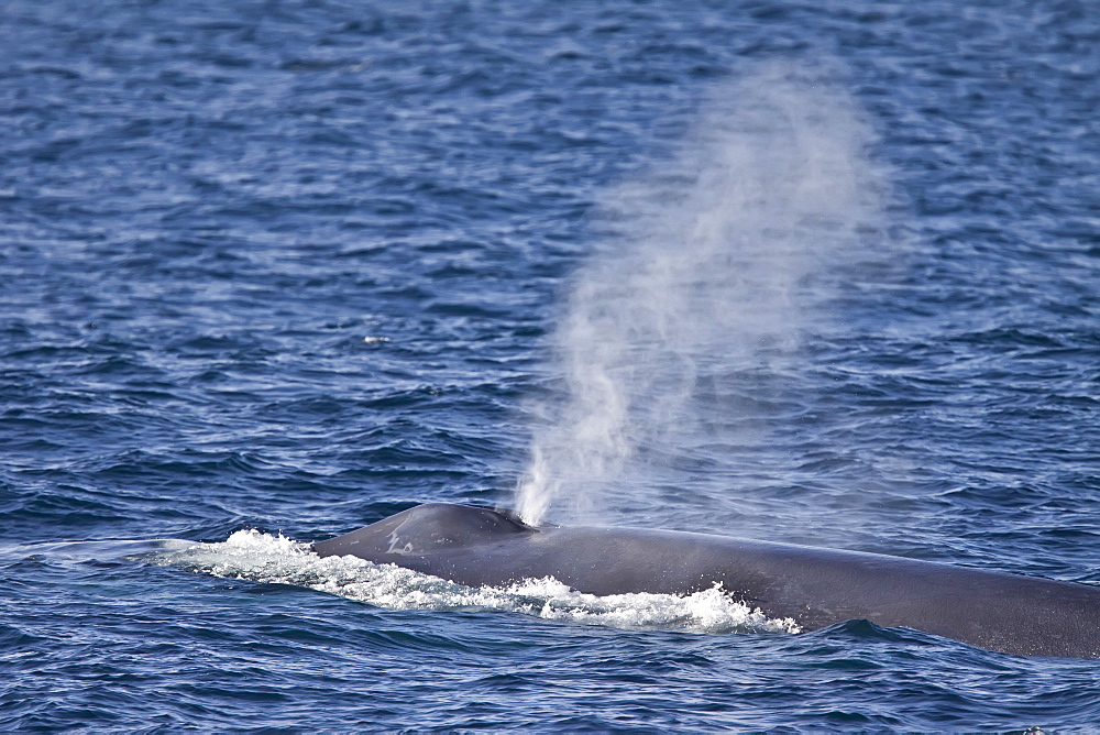 Adult blue whale (Balaenoptera musculus) surfacing in the middle Gulf of California (Sea of Cortez), Baja California Sur, Mexico