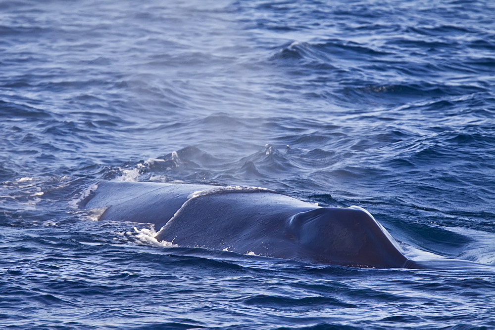 Adult blue whale (Balaenoptera musculus) surfacing in the middle Gulf of California (Sea of Cortez), Baja California Sur, Mexico