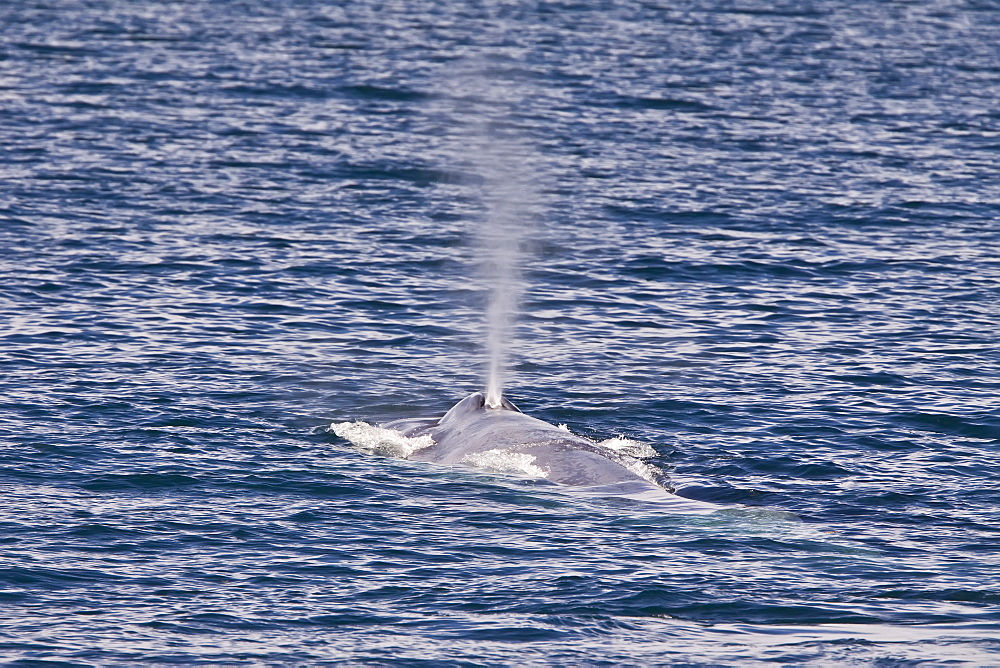 Adult blue whale (Balaenoptera musculus) surfacing in the middle Gulf of California (Sea of Cortez), Baja California Sur, Mexico