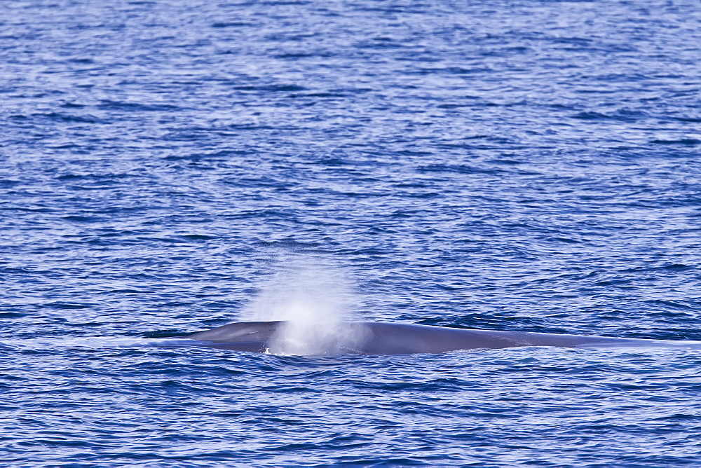 Adult blue whale (Balaenoptera musculus) surfacing in the middle Gulf of California (Sea of Cortez), Baja California Sur, Mexico