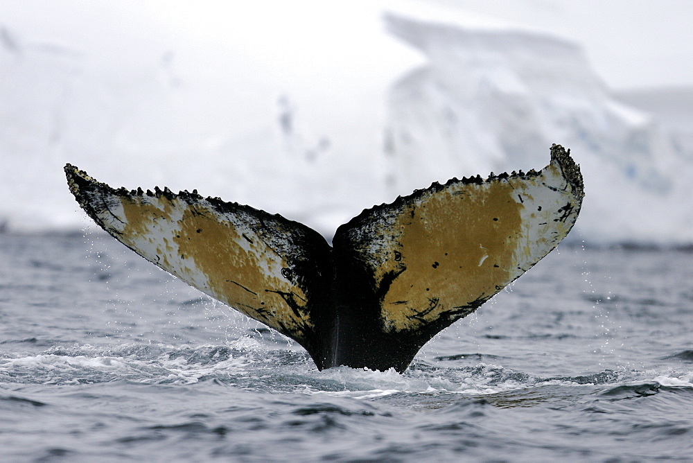 Adult Humpback Whale (Megaptera novaeangliae) fluke-up dive in Wilhelmina Bay, Antarctica.