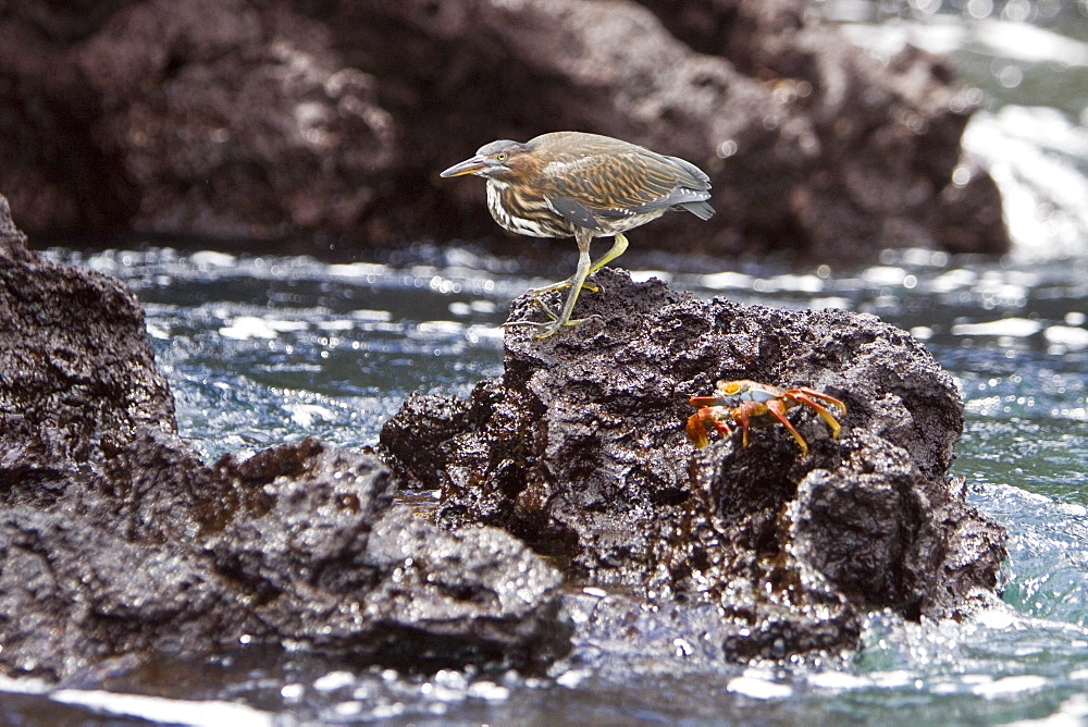 A young striated heron (Butorides striata) fishing along the lava shore in the Galapagos Islands, Ecuador. Pacific Ocean.