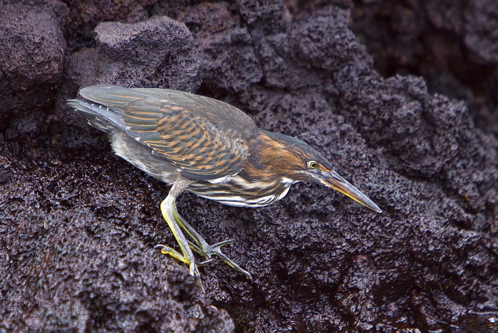 A young striated heron (Butorides striata) fishing along the lava shore in the Galapagos Islands, Ecuador. Pacific Ocean.