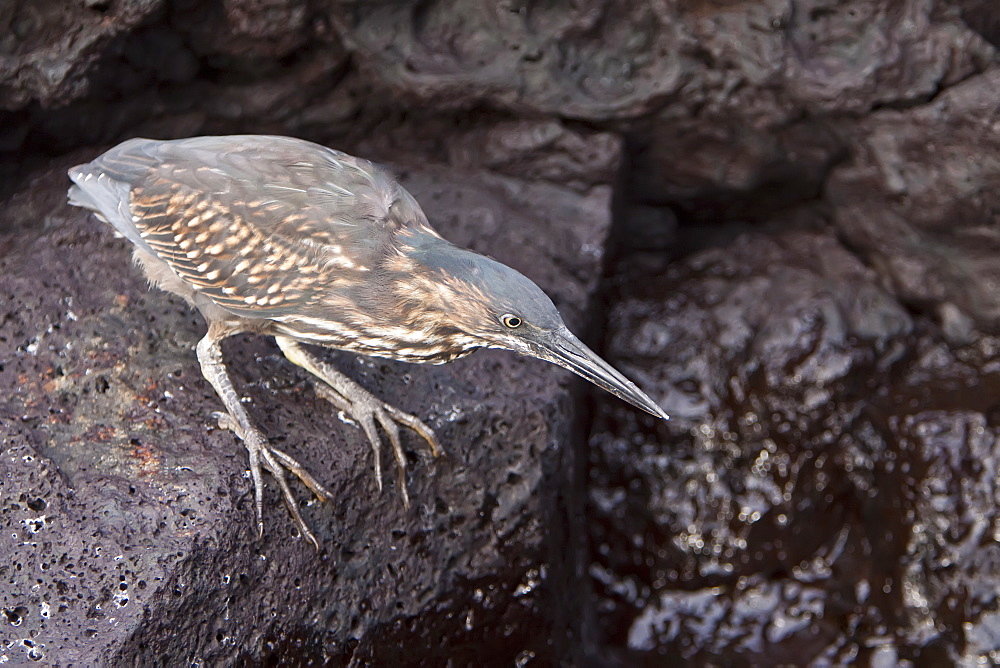 A young striated heron (Butorides striata) fishing along the lava shore in the Galapagos Islands, Ecuador. Pacific Ocean.