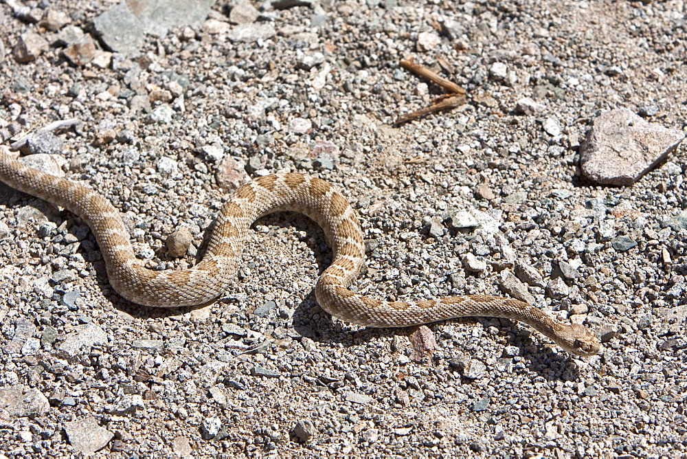 An adult Santa Catalina rattleless rattlesnake (Crotalus calalinensis) on the island of Santa Catalina in the Gulf of California (Sea of Cortez), Baja California Sur, Mexico