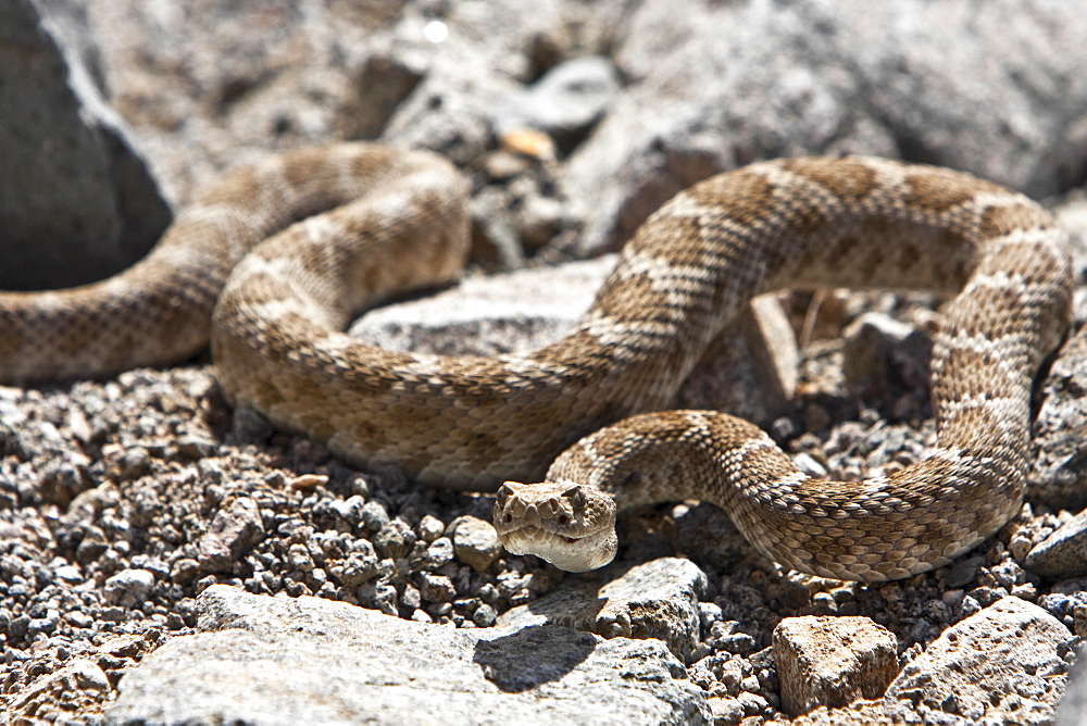 An adult Santa Catalina rattleless rattlesnake (Crotalus calalinensis) on the island of Santa Catalina in the Gulf of California (Sea of Cortez), Baja California Sur, Mexico