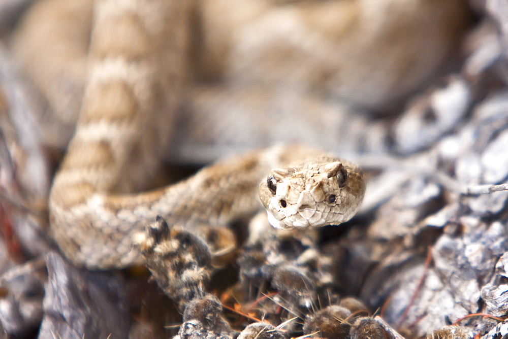 An adult Santa Catalina rattleless rattlesnake (Crotalus calalinensis) on the island of Santa Catalina in the Gulf of California (Sea of Cortez), Baja California Sur, Mexico