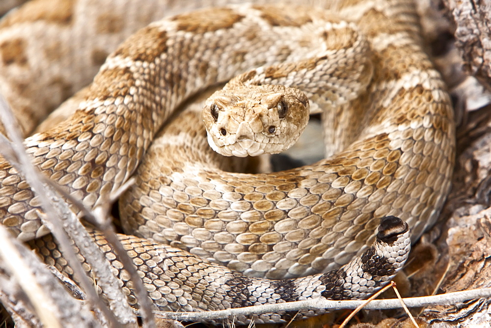 An adult Santa Catalina rattleless rattlesnake (Crotalus calalinensis) on the island of Santa Catalina in the Gulf of California (Sea of Cortez), Baja California Sur, Mexico