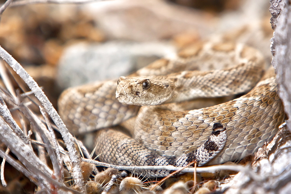 An adult Santa Catalina rattleless rattlesnake (Crotalus calalinensis) on the island of Santa Catalina in the Gulf of California (Sea of Cortez), Baja California Sur, Mexico