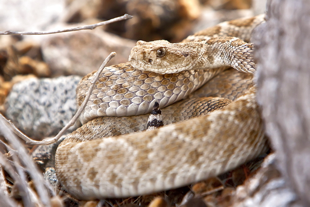 An adult Santa Catalina rattleless rattlesnake (Crotalus calalinensis) on the island of Santa Catalina in the Gulf of California (Sea of Cortez), Baja California Sur, Mexico