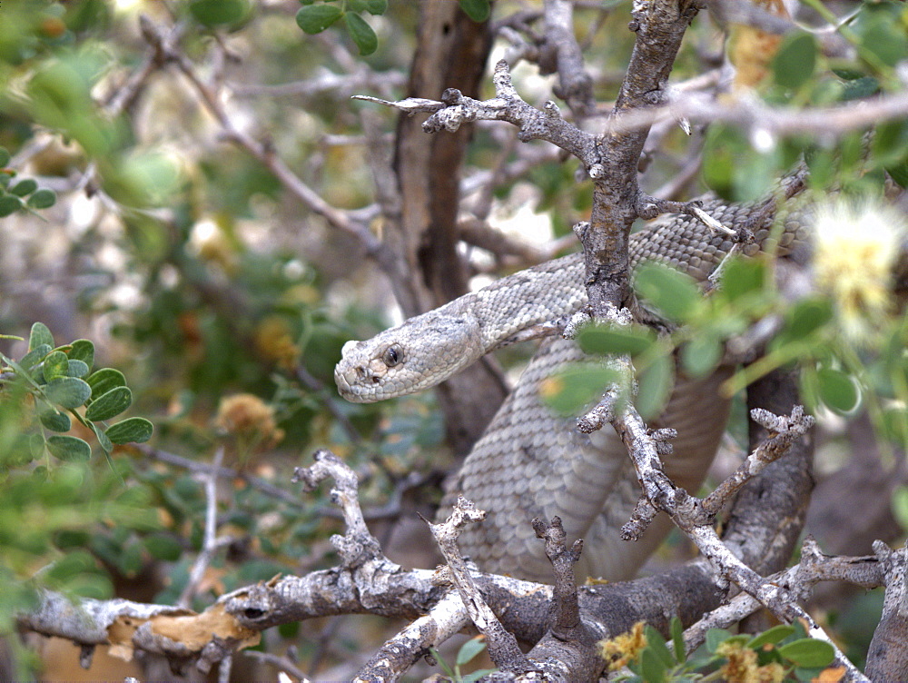 An adult Santa Catalina rattleless rattlesnake (Crotalus calalinensis) on the island of Santa Catalina in the Gulf of California (Sea of Cortez), Baja California Sur, Mexico