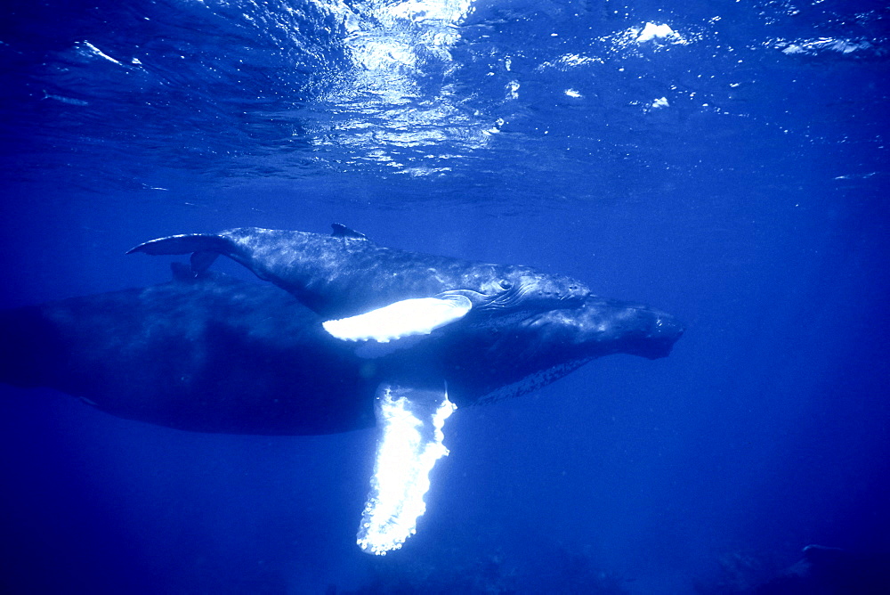 Adult Humpback Whale (Megaptera novaeangliae) mother and calf on the Silver Banks, Dominican Republic.