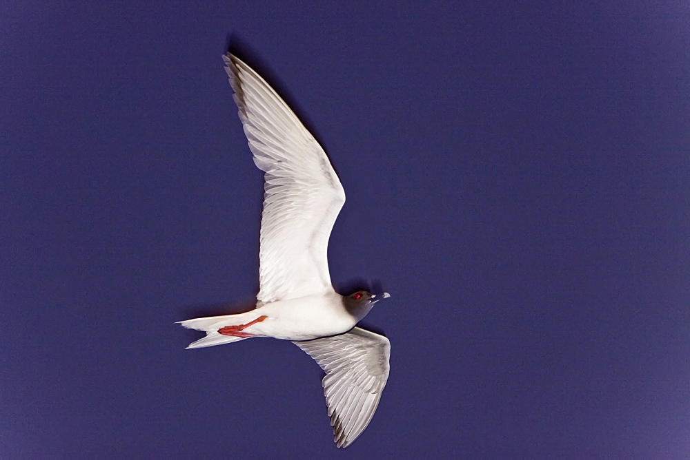 Adult Swallow-tailed gull (Creagrus furcatus) on the wing on Espanola Island in the Galapagos Island Archipelago, Ecuador