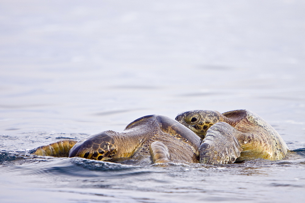 Adult green sea turtles (Chelonia mydas agassizii) mating (male on top of female) in the waters surrounding the Galapagos Island Archipeligo, Ecuador. Pacific Ocean.