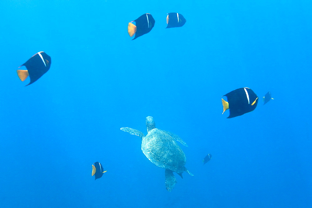 Adult green sea turtle (Chelonia mydas agassizii) underwater off the west side of Isabela Island in the waters surrounding the Galapagos Island Archipeligo, Ecuador. Pacific Ocean.