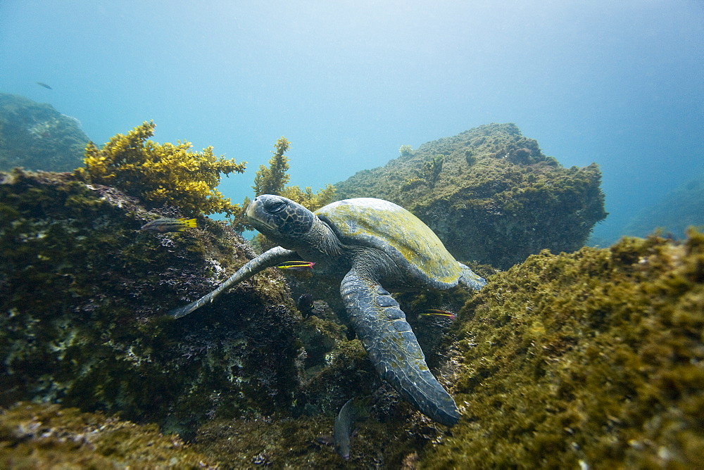 Adult green sea turtle (Chelonia mydas agassizii) underwater off the west side of Isabela Island in the waters surrounding the Galapagos Island Archipeligo, Ecuador. Pacific Ocean.