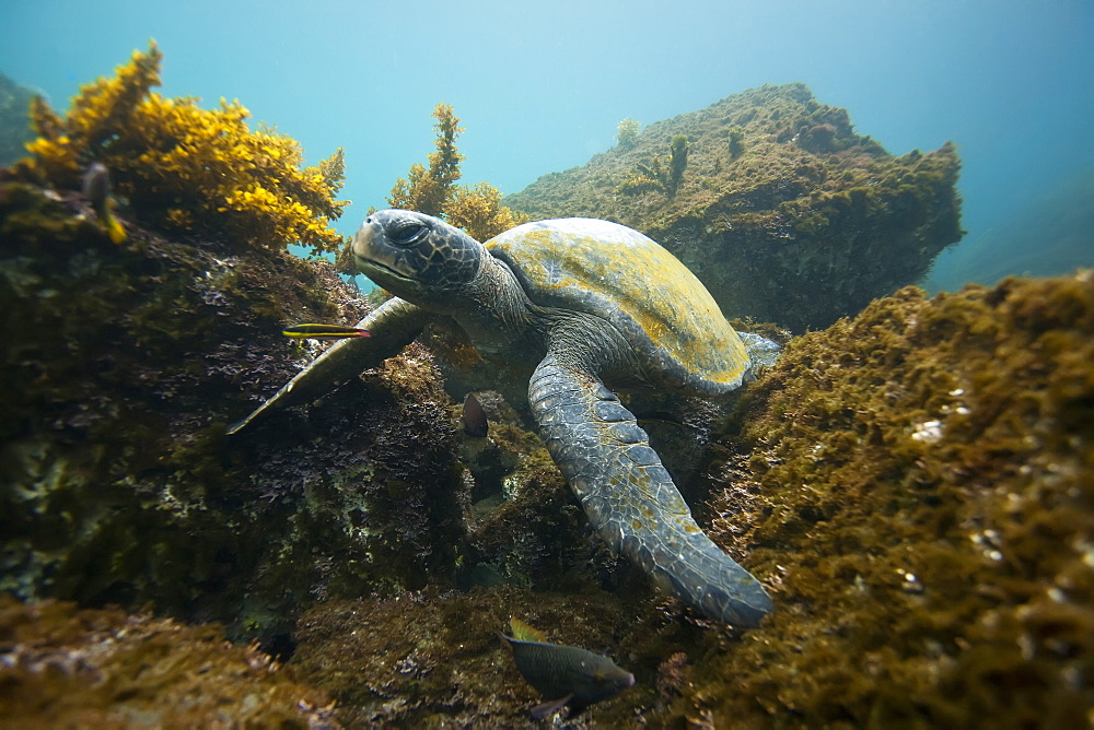 Adult green sea turtle (Chelonia mydas agassizii) underwater off the west side of Isabela Island in the waters surrounding the Galapagos Island Archipeligo, Ecuador. Pacific Ocean.