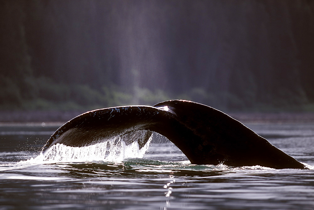 Adult Humpback Whale (Megaptera novaeangliae) fluke-up dive in Icy Strait, Southeast Alaska, USA.