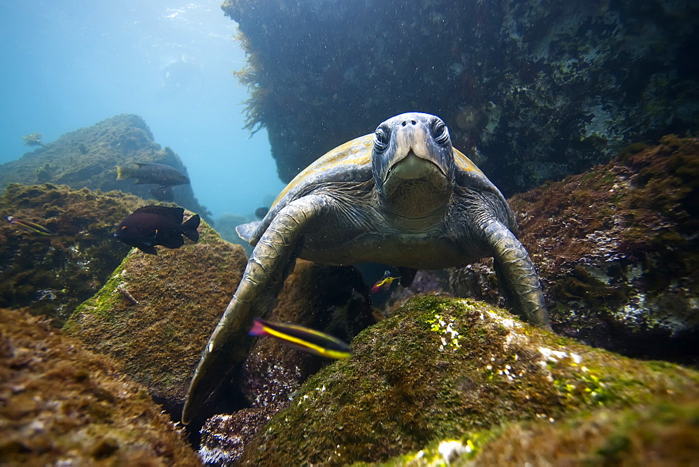 Adult green sea turtle (Chelonia mydas agassizii) underwater off the west side of Isabela Island in the waters surrounding the Galapagos Island Archipeligo, Ecuador. Pacific Ocean.