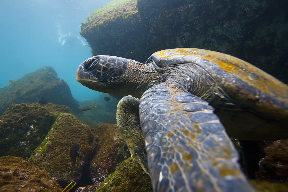 Adult green sea turtle (Chelonia mydas agassizii) underwater off the west side of Isabela Island in the waters surrounding the Galapagos Island Archipeligo, Ecuador. Pacific Ocean.