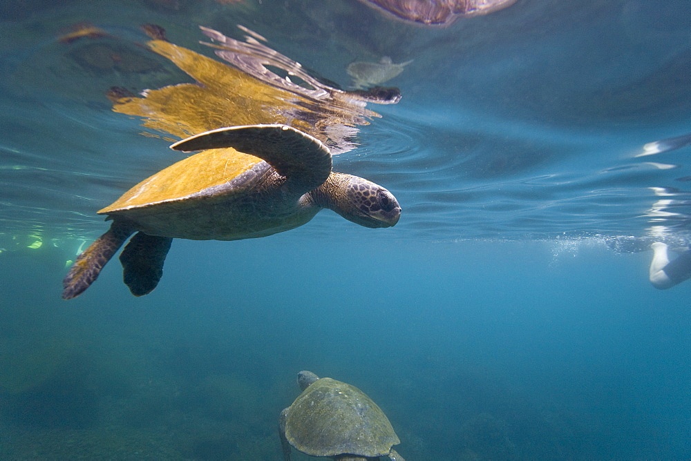 Adult green sea turtle (Chelonia mydas agassizii) underwater off the west side of Isabela Island in the waters surrounding the Galapagos Island Archipeligo, Ecuador. Pacific Ocean.