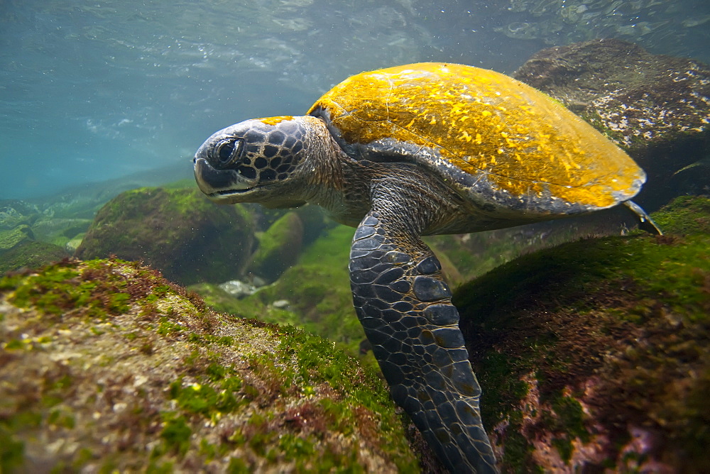 Adult green sea turtle (Chelonia mydas agassizii) underwater off the west side of Isabela Island in the waters surrounding the Galapagos Island Archipeligo, Ecuador. Pacific Ocean.