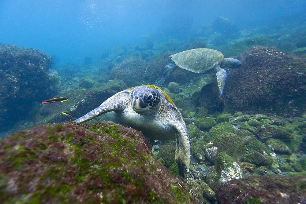 Adult green sea turtle (Chelonia mydas agassizii) underwater off the west side of Isabela Island in the waters surrounding the Galapagos Island Archipeligo, Ecuador. Pacific Ocean.