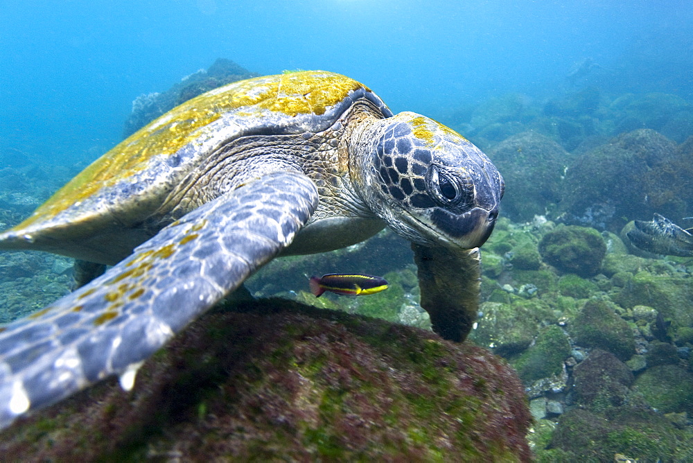 Adult green sea turtle (Chelonia mydas agassizii) underwater off the west side of Isabela Island in the waters surrounding the Galapagos Island Archipeligo, Ecuador. Pacific Ocean.