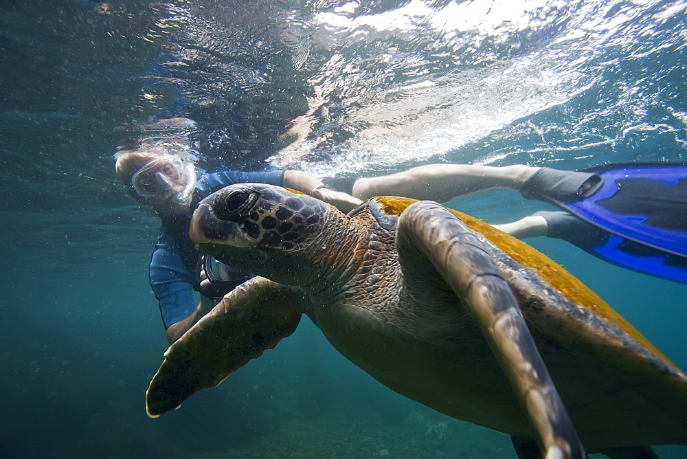 Adult green sea turtle (Chelonia mydas agassizii) underwater with snorkeler off the west side of Isabela Island in the waters surrounding the Galapagos Island Archipeligo, Ecuador. Pacific Ocean.