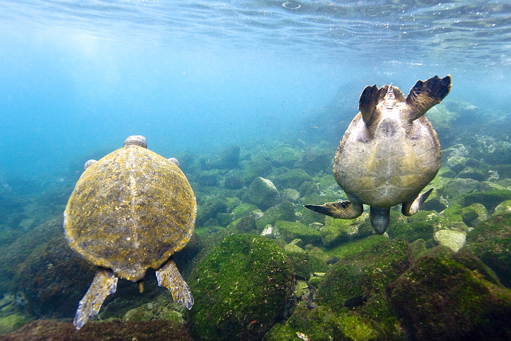 Adult green sea turtle (Chelonia mydas agassizii) underwater off the west side of Isabela Island in the waters surrounding the Galapagos Island Archipeligo, Ecuador. Pacific Ocean.