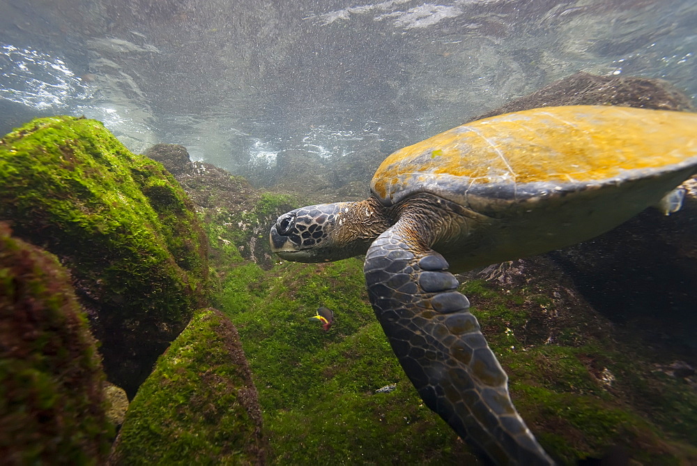 Adult green sea turtle (Chelonia mydas agassizii) underwater off the west side of Isabela Island in the waters surrounding the Galapagos Island Archipeligo, Ecuador. Pacific Ocean.