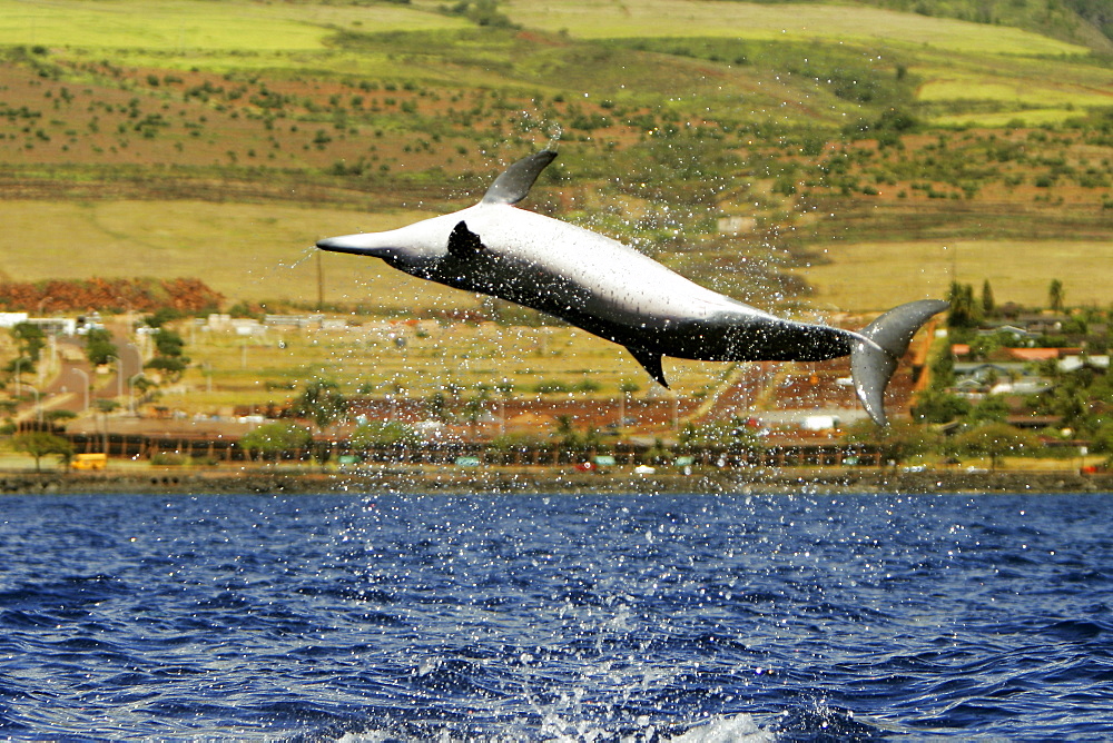 Hawaiian Spinner Dolphin (Stenella longirostris) "spinning" off Waikuli on the coast of Maui, HAwaii, USA. Pacific Ocean.
(Resolution Restricted - pls contact us)