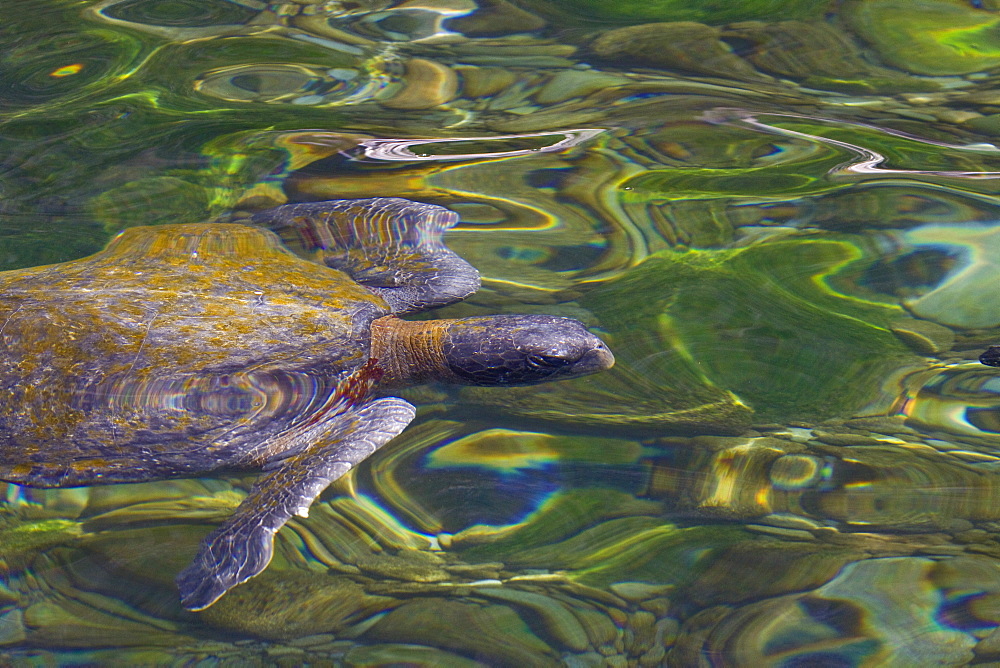 Adult green sea turtle (Chelonia mydas agassizii) surfacing off the west side of Isabela Island in the waters surrounding the Galapagos Island Archipeligo, Ecuador. Pacific Ocean.